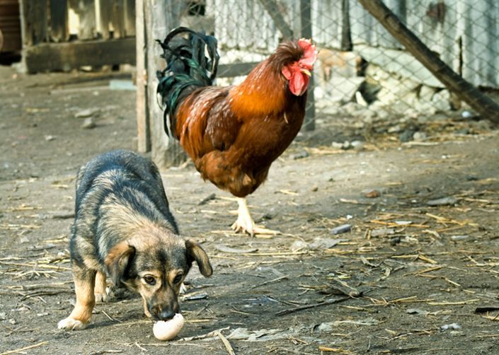 Θρεπτικό ή επικίνδυνο το αυγό για τους τετράποδους;