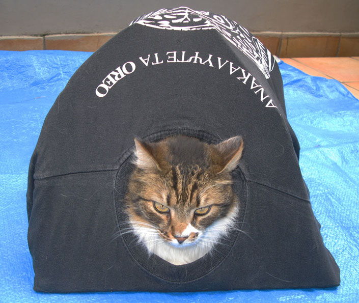 Το παλιό μακό μπλουζάκι γίνεται σπίτι για το γατάκι σε 30′ (βίντεο)
