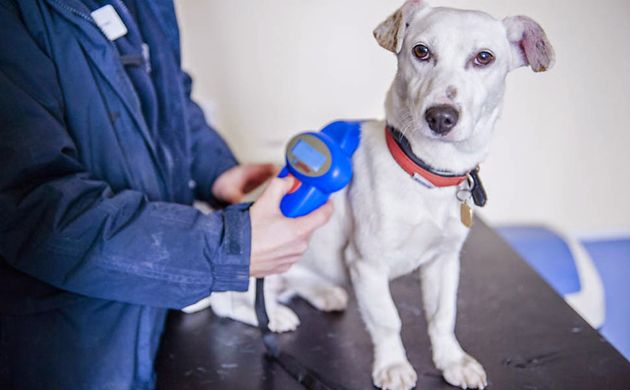 Τέλος στο αλαλούμ με τα μικροτσίπ: Οι κτηνίατροι θα τα καταχωρούν άμεσα μόνοι τους