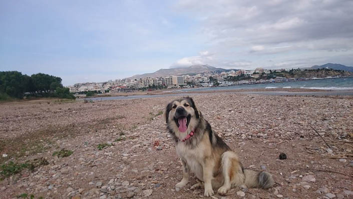 Εξωραϊστικός Σύλλογος Νηρέας Ραφήνας: Ο Φλοκ στην παραλία για σκύλους (Πανόραμα)!