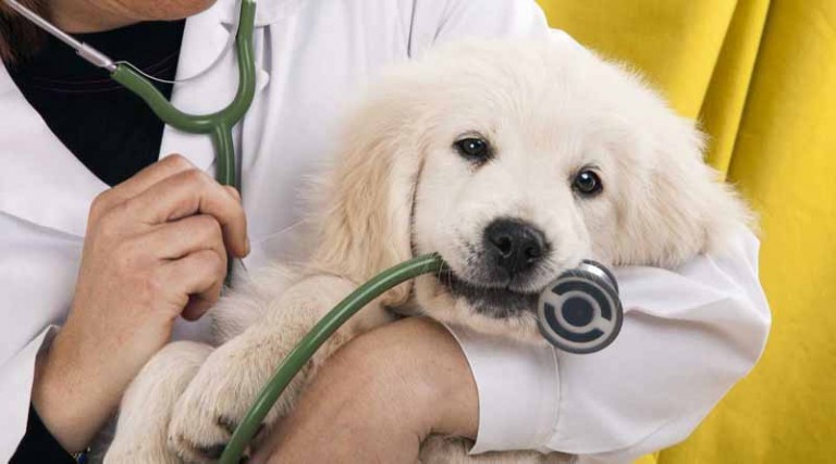 Παιανία: Κτηνιατρική κλινική ζητά απόφοιτους Ζωϊκής Παραγωγής