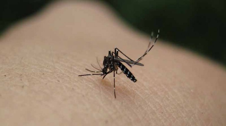 Δήμος Μαρκοπούλου: Μέτρα πρόληψης και προστασίας ενάντια στα κουνούπια