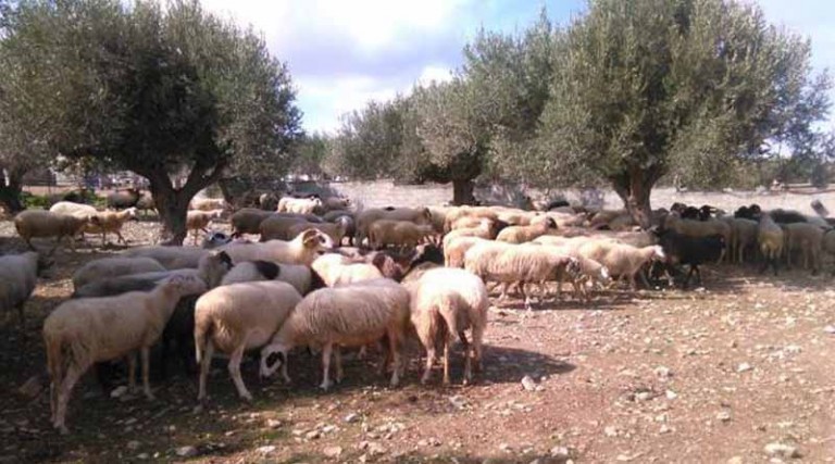 Οι απαντήσεις των κτηνοτρόφων που κατηγορήθηκαν για ομηρία βοσκού σε χωριό επί 9 μήνες