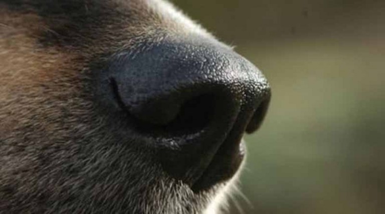 Κτηνωδία: Πυροβόλησαν σκύλο στο κεφάλι – Έρευνα για τον δράστη