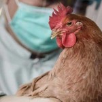 Ανησυχία για την ασφάλεια του γάλακτος – Η παστερίωση ίσως δεν καταστρέφει τη γρίπη των πτηνών