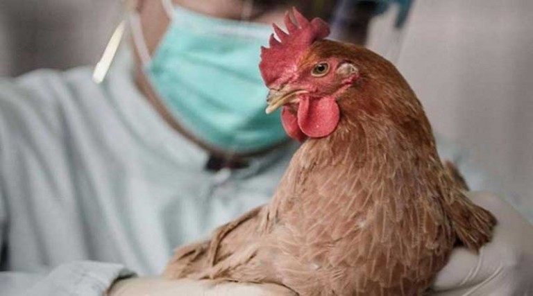 ΠΟΥ: H μετάδοση της γρίπης των πτηνών σε ανθρώπους αποτελεί πηγή «μεγάλης ανησυχίας»