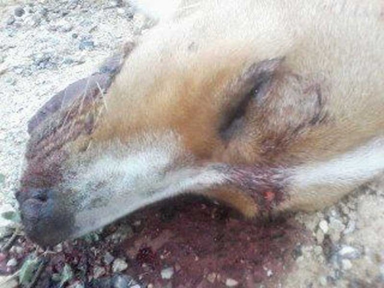 Τουλάχιστον δεκαπέντε ζώα έχει σκοτώσει ο μανιακός στη Ραφήνα
