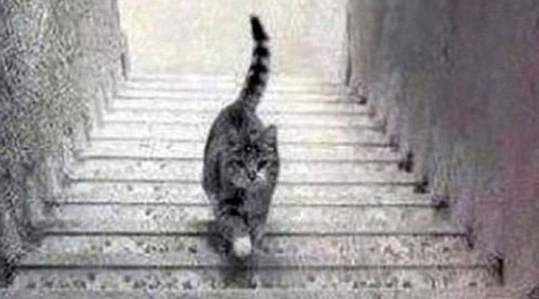 Η γάτα που διχάζει το διαδίκτυο – Ανεβαίνει ή κατεβαίνει τα σκαλιά;