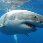 Πανικός σε παραλία στο Τέξας: Καρχαρίας επιτέθηκε σε λουόμενους – 4 τραυματίες