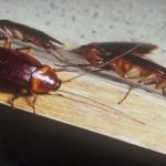 Επιδρομή από ιπτάμενες κατσαρίδες – Είναι ένα από τα πιο γρήγορα έντομα στον κόσμο