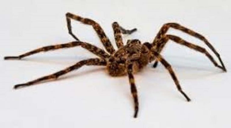 Συνελήφθη άνδρας με 1.500 δηλητηριώδεις αράχνες και σκορπιούς στις αποσκευές του