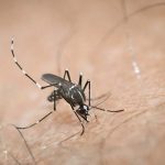 Πόσο εύκολα μεταδίδουν τα κουνούπια έναν ιό & πώς μπορούμε να προστατευτούμε