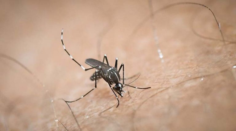 Πώς ακριβώς μας τσιμπάνε τα κουνούπια και τι κάνουν στο δέρμα μας (video)