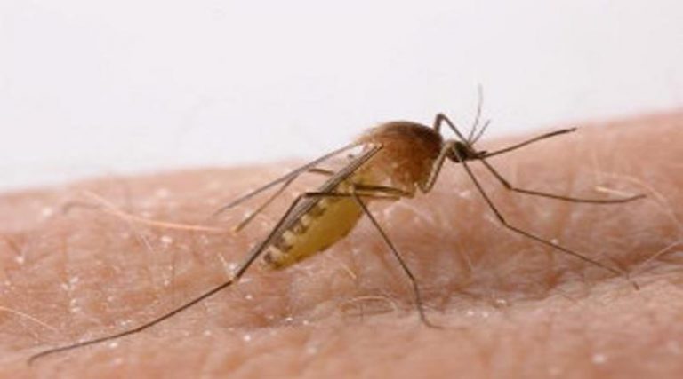 Κουνούπια: Επτά λόγοι που τσιμπούν εσάς και όχι τον διπλανό σας!