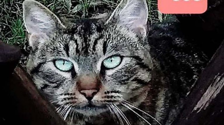 Σύλληψη για κακοποίηση ζώων – Είχε δέσει γάτες με λουρί στο μπαλκόνι του!