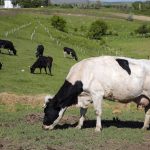 Θανάτωση αγελάδων που μολύνθηκαν από τη γρίπη των πτηνών – Σοβαρές οι οικονομικές επιπτώσεις στην κτηνοτροφία