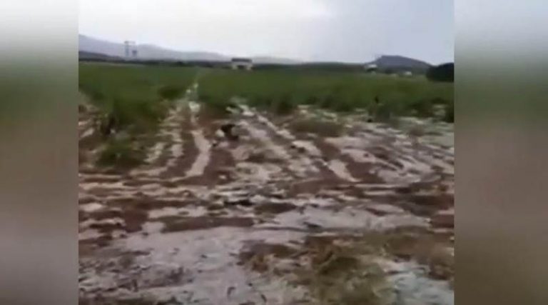 Στη Βουλή οι καταστροφές από τη χαλαζόπτωση που έπληξε τους αγρότες του Δήμου Σπάτων-Αρτέμιδος