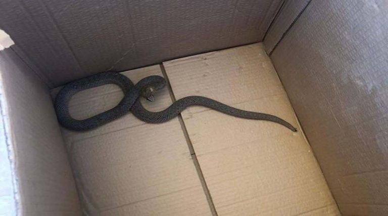 Φίδι «εισέβαλε» σε σπίτι!