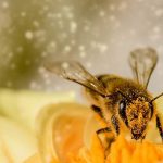 Σε κρίση η ελληνική μελισσοκομία λόγω κλιματικής αλλαγής και ελληνοποιήσεων προϊόντων μελιού