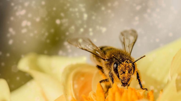 Οι μέλισσες μπορούν να διαγνώσουν τον καρκίνο του πνεύμονα – Τι έδειξε πρωτοποριακή μελέτη