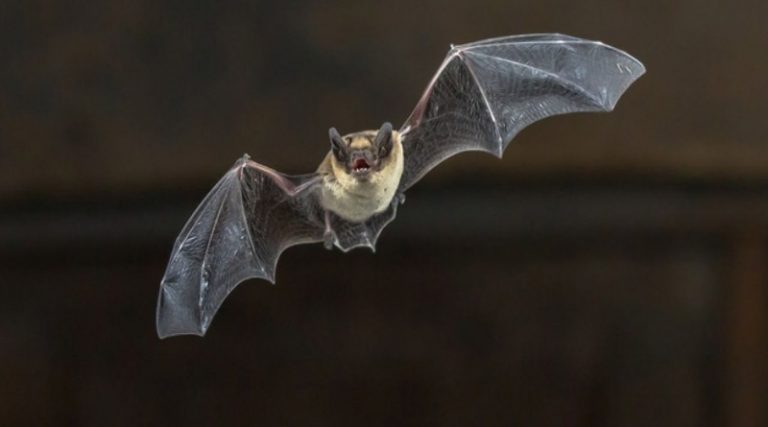 Και όμως… οι νυχτερίδες μπορεί να μας σώσουν στην επόμενη πανδημία