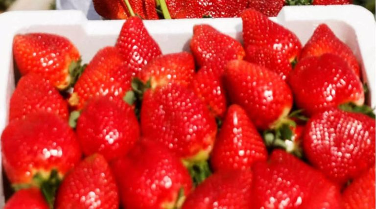 Συναγερμός για Βιολογικές φράουλες που είναι «ύποπτες» για την εξάπλωση της Ηπατίτιδας Α!