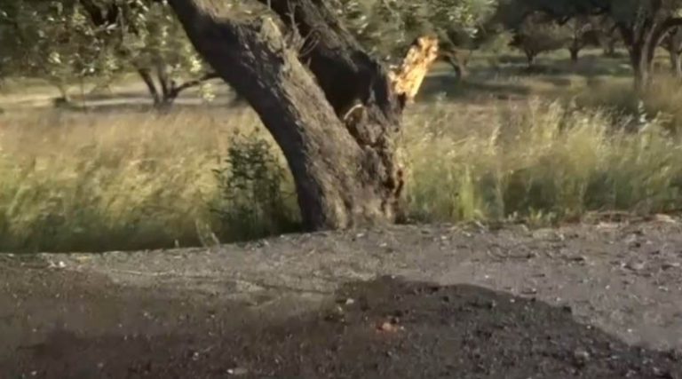 Τραγωδία στο Κορωπί: Νεκρός οδηγός αυτοκινήτου που έπεσε σε δέντρο (φωτό & βίντεο)