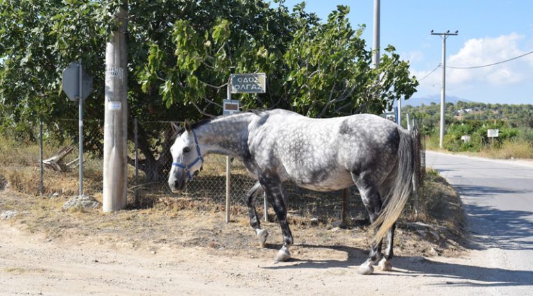 Προσοχή! Άλογο καλπάζει στους δρόμους της Αρτέμιδας (φωτό)