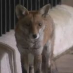 Συνελήφθη 51χρονος που πυροβόλησε και σκότωσε αλεπού