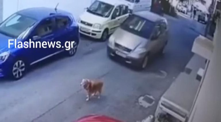 Οργή για τον οδηγό που είδε το σκύλο στον δρόμο και τον πάτησε με φόρα!