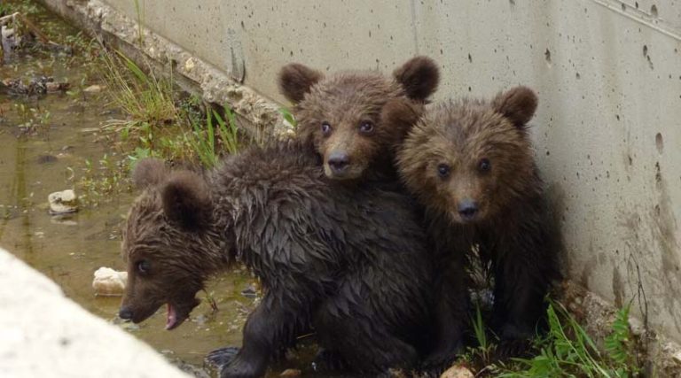 Σώθηκαν τα τρία μικρά αρκουδάκια που εγκλωβίστηκαν στο φράγμα! (βίντεο)
