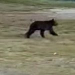 Τι συμβαίνει με τις αρκούδες που κατεβαίνουν σε κατοικημένες περιοχές