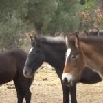 Κορωπί: Τα αδέσποτα άλογα στον Υμηττό χρειάζονται βοήθεια!