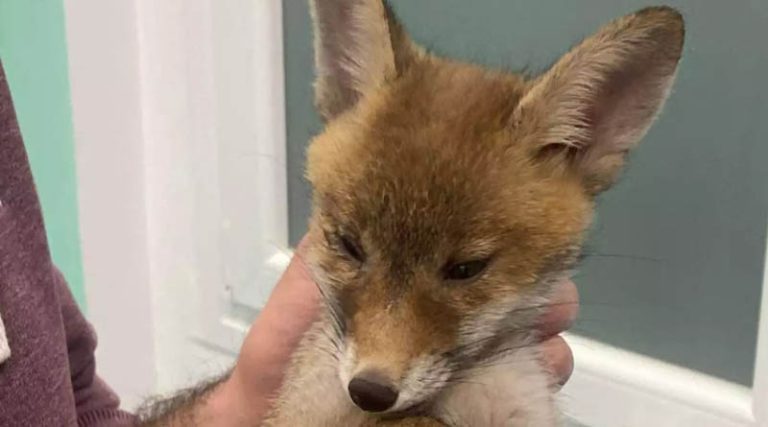 Θύμα τροχαίου μικρή αλεπού στην Χαλκιδική – Μεγάλη προσπάθεια για να σωθεί