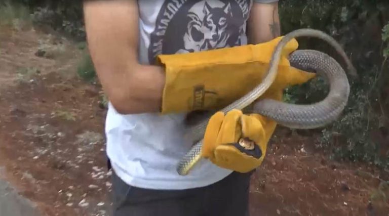 Φίδι δύο μέτρων τρύπωσε σε ντουζιέρα! (φωτό & βίντεο)