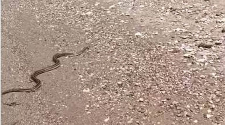 Τρόμος με φίδι που κολυμπούσε σε παραλία! (βίντεο)