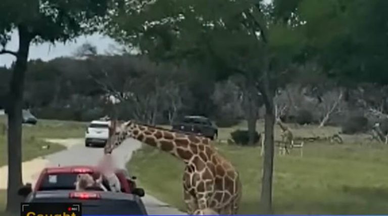 Καμηλοπάρδαλη άρπαξε κοριτσάκι από ανοιχτό αυτοκίνητο! (βίντεο)