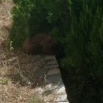 Αρκουδάκι απεγκλωβίστηκε από προαύλιο χώρο ξενοδοχείου