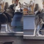 Viral o σκύλος που παίζει πιάνο και… τραγουδά