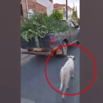 Νέα κακοποίηση ζώου: Οδηγός αγροτικού έδεσε τον σκύλο του και τον έσερνε στον δρόμο