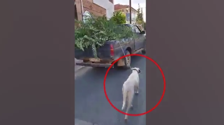 Νέα κακοποίηση ζώου: Οδηγός αγροτικού έδεσε τον σκύλο του και τον έσερνε στον δρόμο
