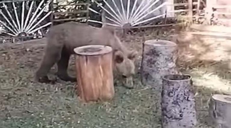 Αρκούδα έκανε βόλτα σε αυλή σπιτιού! (βίντεο)
