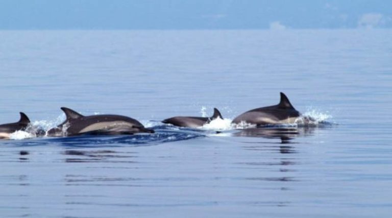 Μαγευτικό θέαμα! Γέμισε δελφίνια ο Κορινθιακός! (βίντεο)