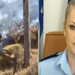Ραφήνα: Τι είπε η εκπρόσωπος της Αστυνομίας για τη δεύτερη σύλληψη του αλλοδαπού εμπρηστή μέσα σε 15 ημέρες (βίντεο)