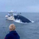 Φάλαινα έπεσε πάνω σε βάρκα – Εκτοξεύτηκαν οι ψαράδες!