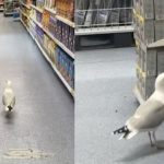 Θρασύς γλάρος έκοβε βόλτες σε διάδρομο σούπερ μάρκετ: Έφυγε όταν πήρε το σνακ της αρεσκείας του
