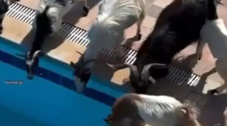 Κατσίκες δίψασαν και έκαναν… ντου σε πισίνα σπιτιού (βίντεο)