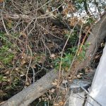 Ραφήνα: Δέντρο έπεσε πάνω στην Επιτύμβια στήλη του Φίλιππου Καβουνίδη (φωτό)