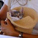 Συγκινεί η τουρίστρια που έσωσε τη γατούλα Spetsy