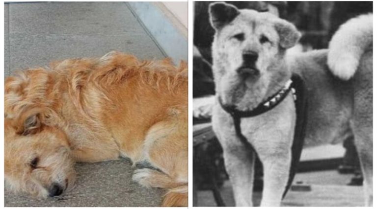 Ο «Χάτσικο» της Ελλάδας – Σκύλος περιμένει έξω από νοσοκομείο τον ιδιοκτήτη του που πέθανε